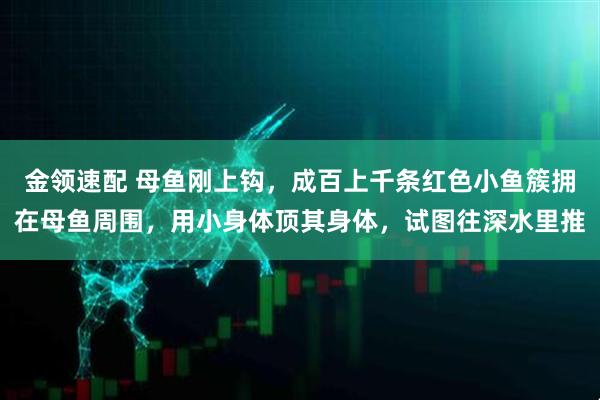 金领速配 母鱼刚上钩，成百上千条红色小鱼簇拥在母鱼周围，用小身体顶其身体，试图往深水里推